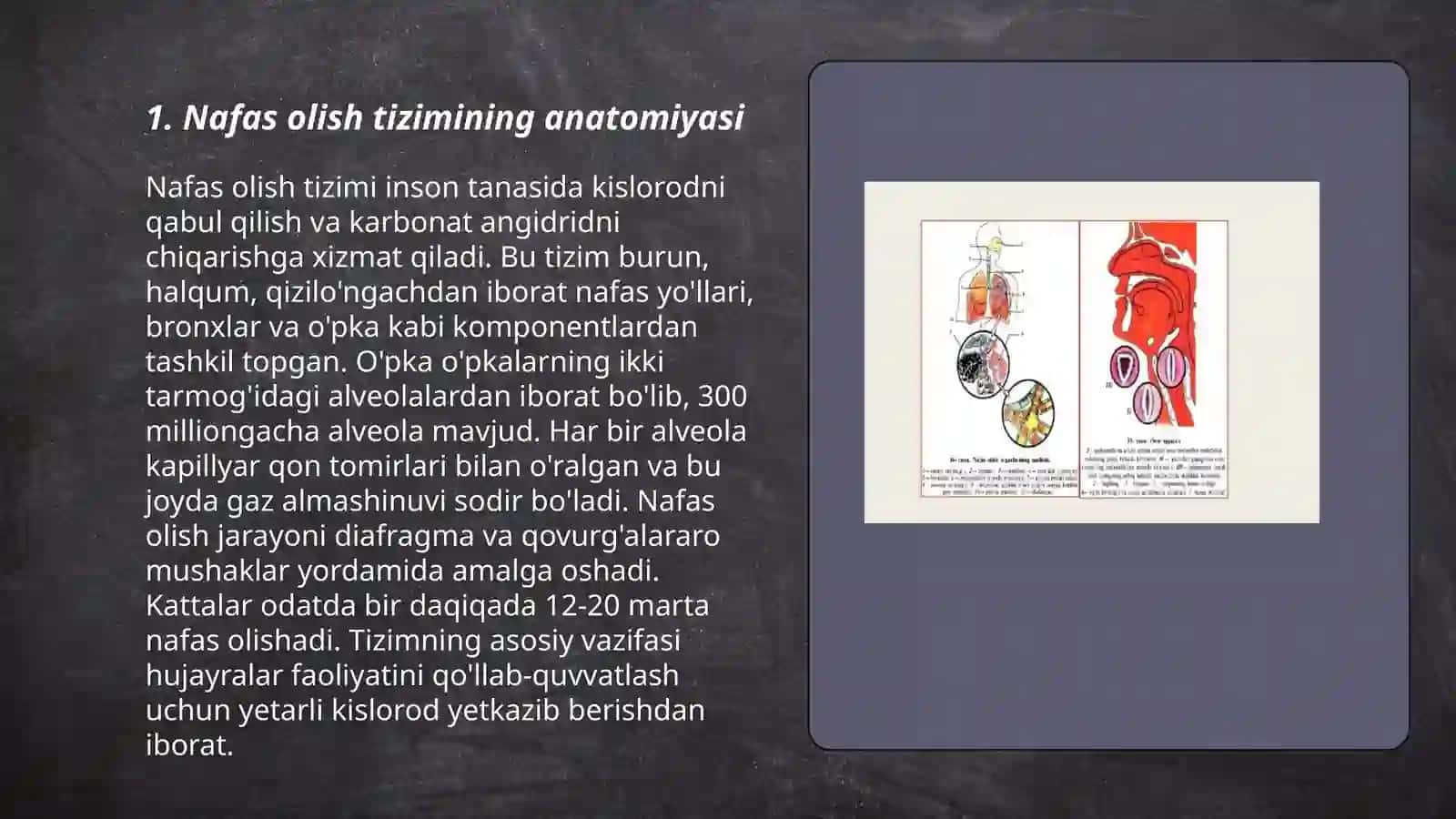 Nafas olish tizimi 3