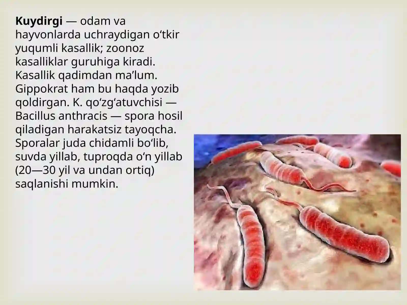 Kuydirgi Olat Tulyaremiya 3
