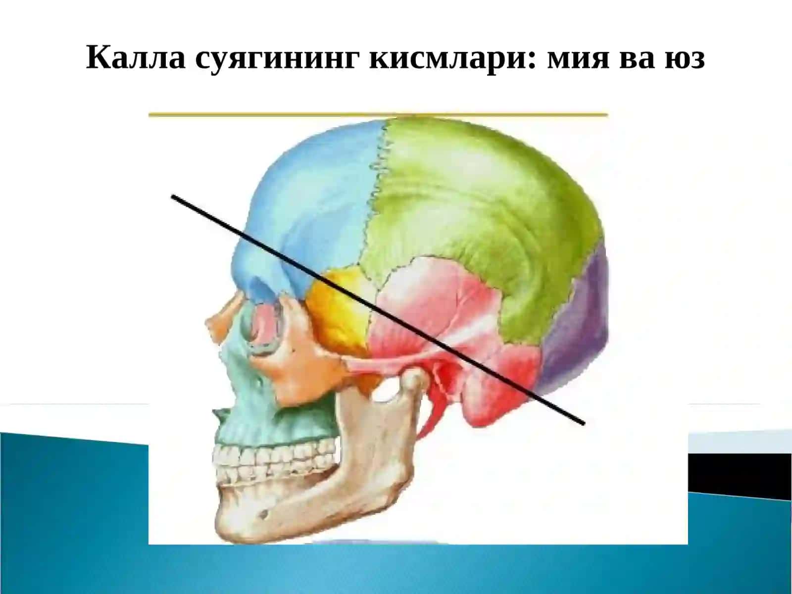 Калла суяги (cranium) 3