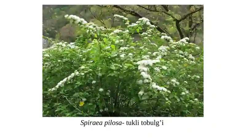 Ra'nodoshlar (Rosaceae) o'lasi 3