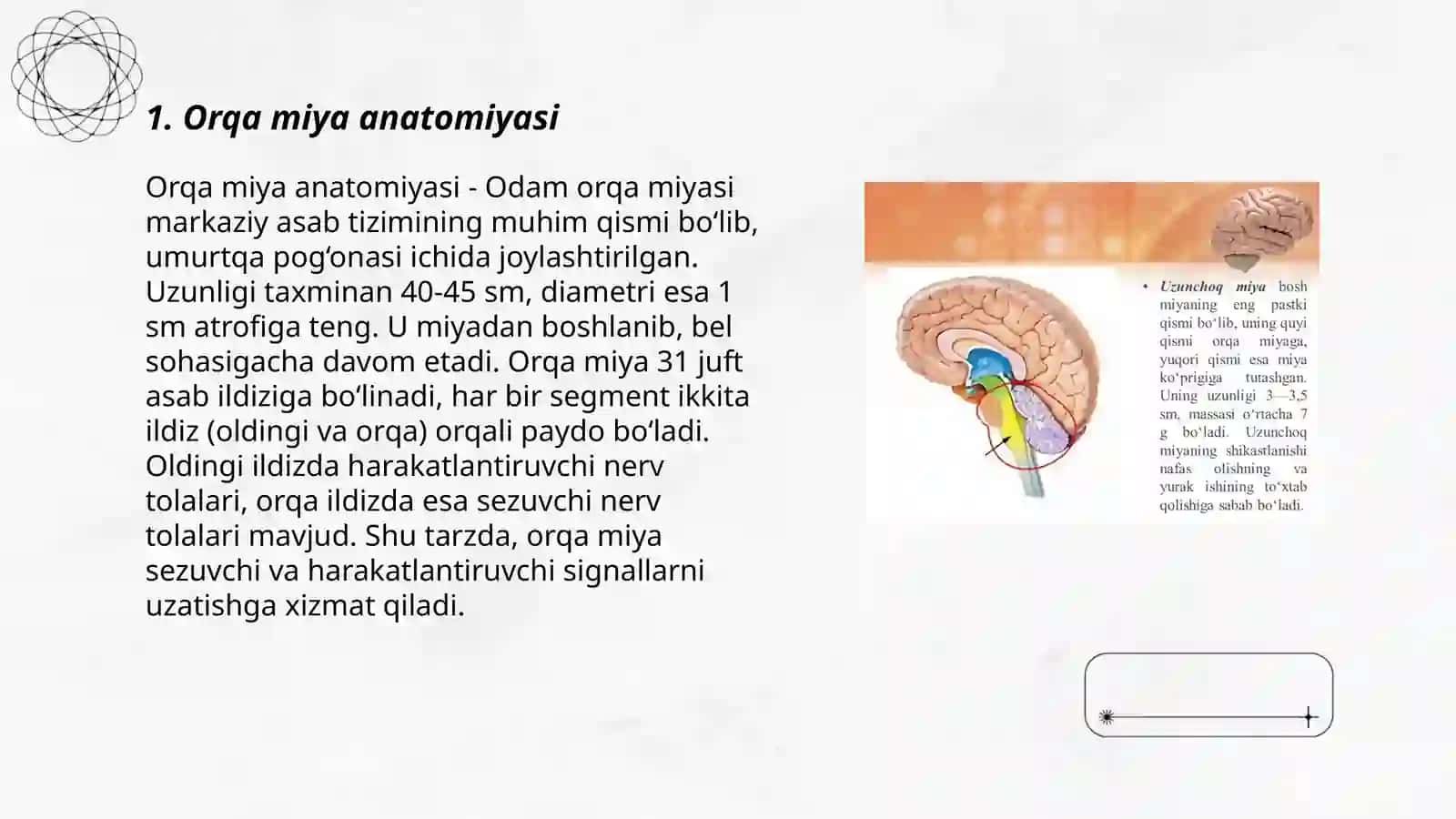 Orqa miya anatomiyasi 3