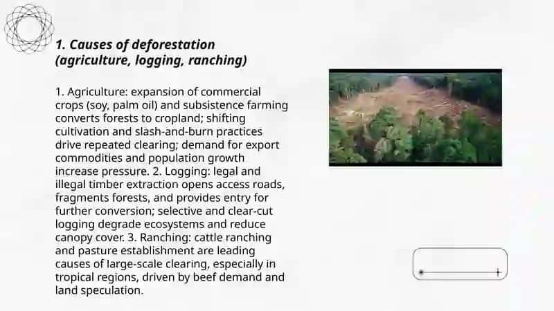 Deforestation 3