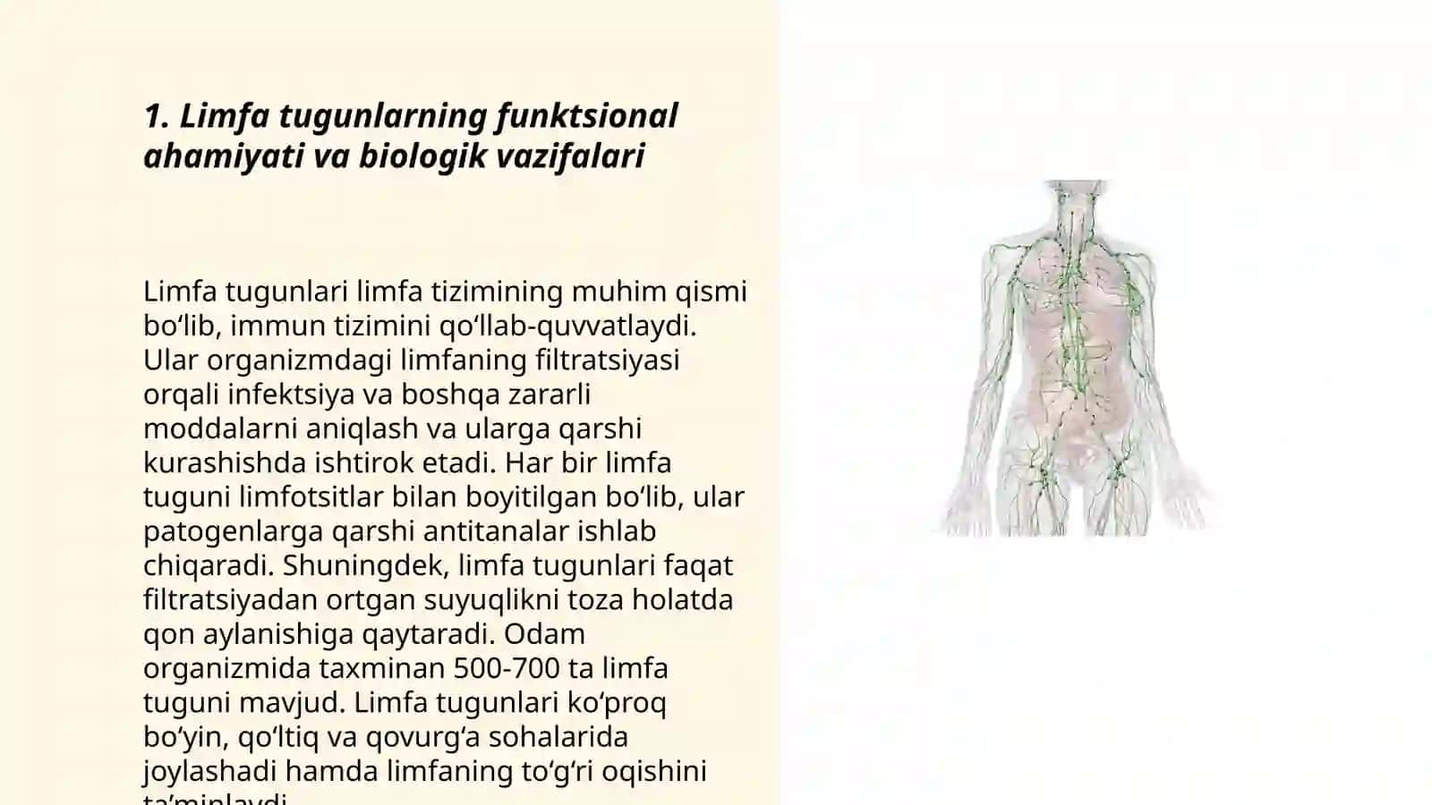 Limfa tugunlari 3