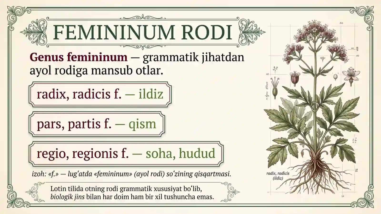 Femininum Rodiga oid 3-guruxda turlanuvchi otlar 3