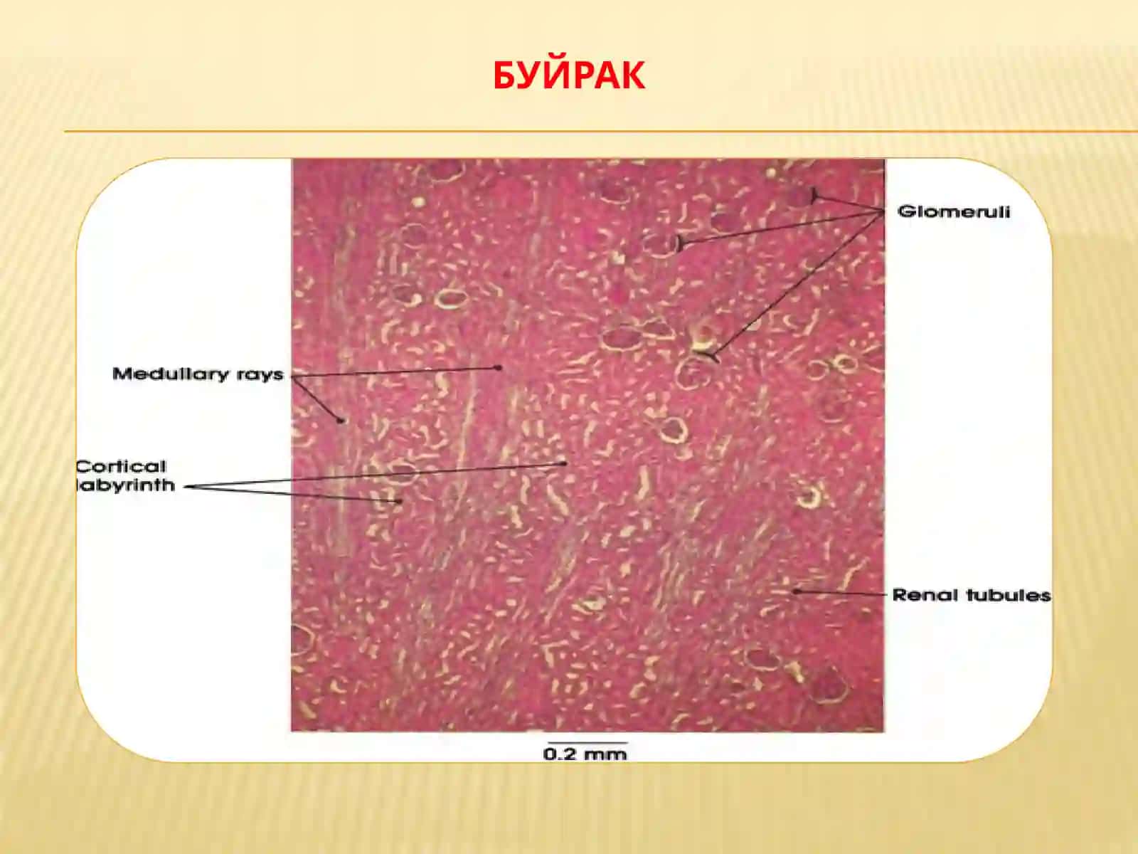 Siydik ayiruv sistemasi 3