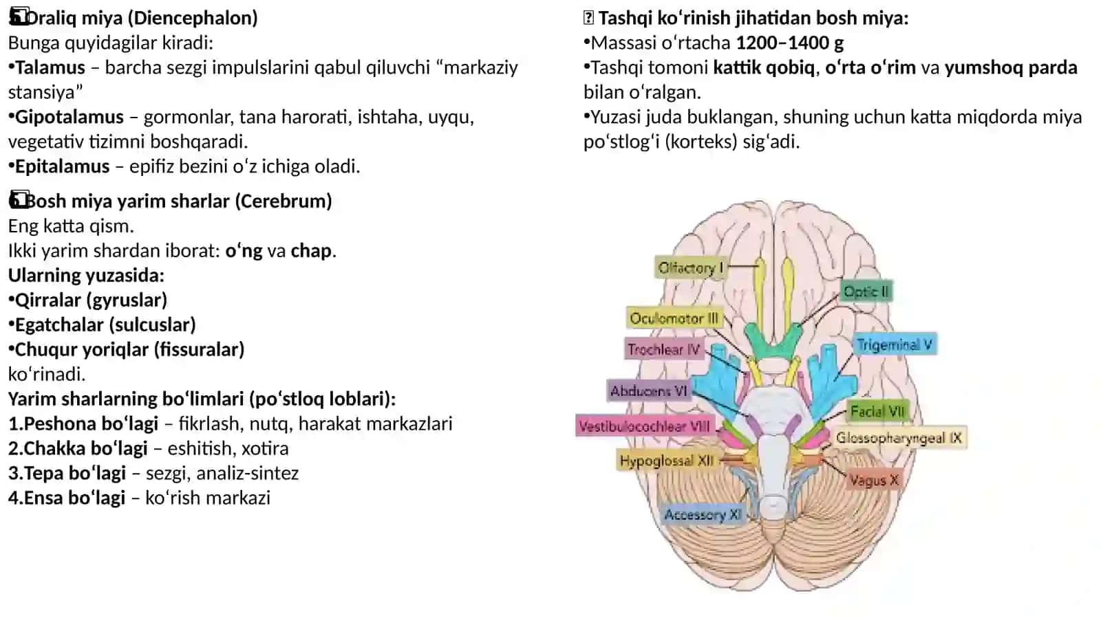 Bosh Miyani Tuzilishi 3