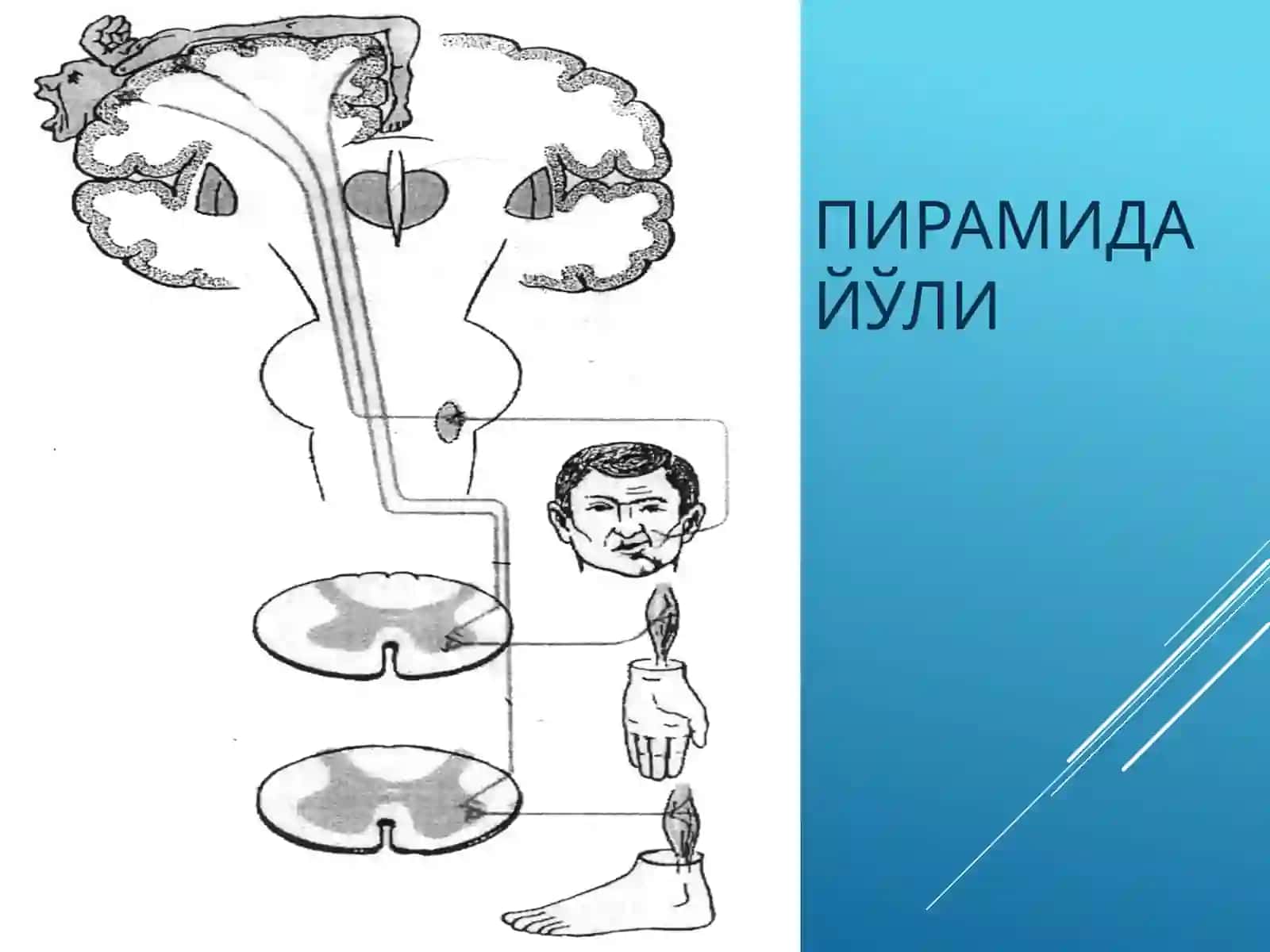 Ихтиёрий харакат тизими 3