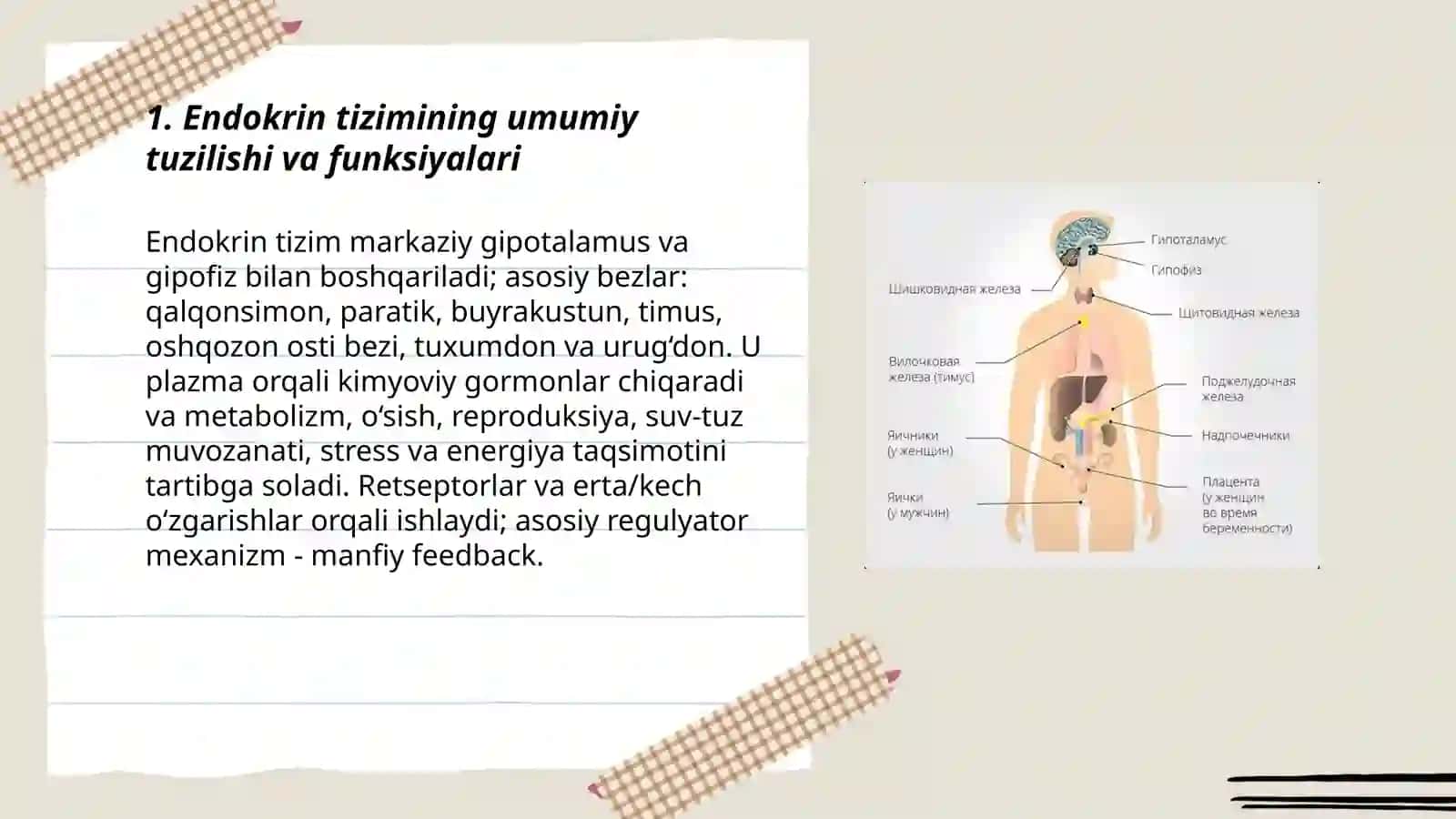 Endokrin tizimi 3