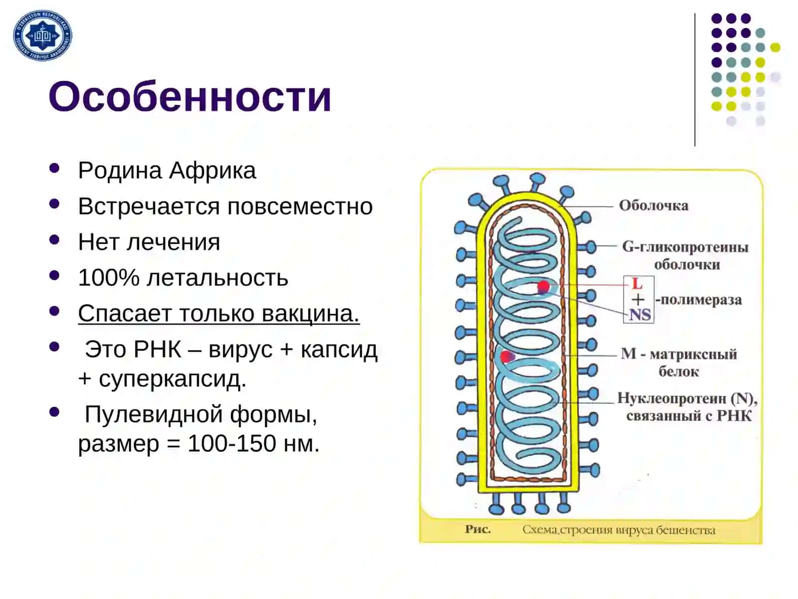Вирус бешенства 3