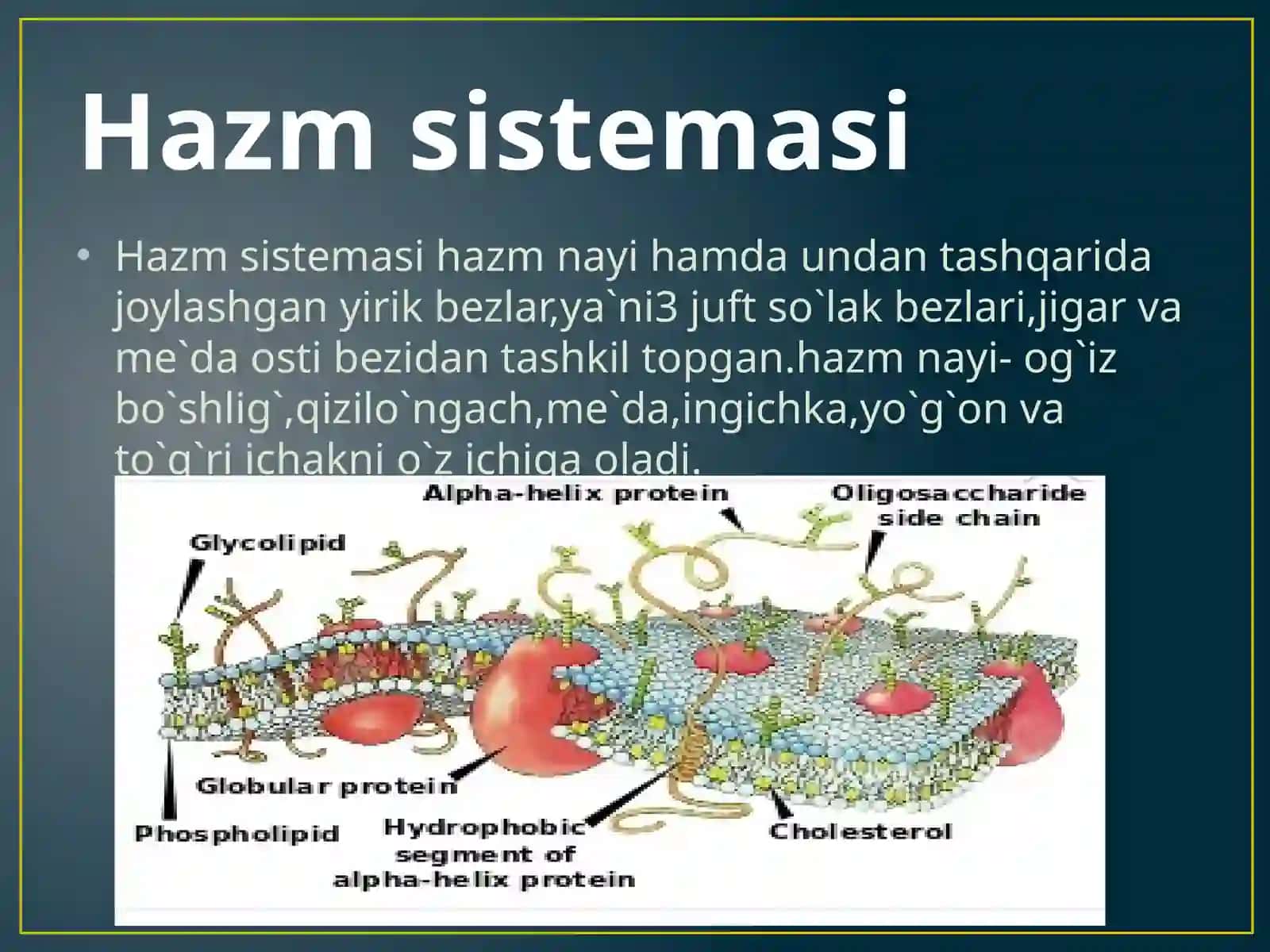 Hazm sistemasi 3