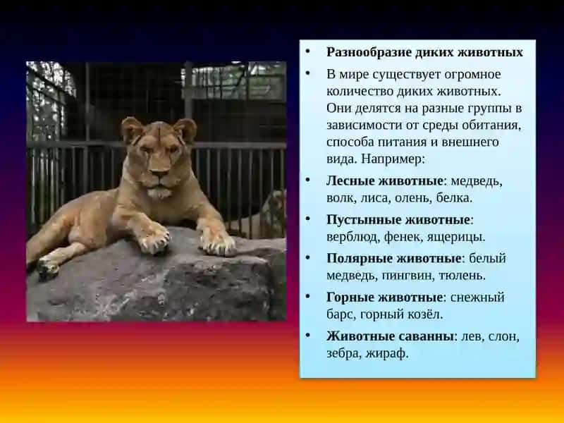 Дикие животные 3