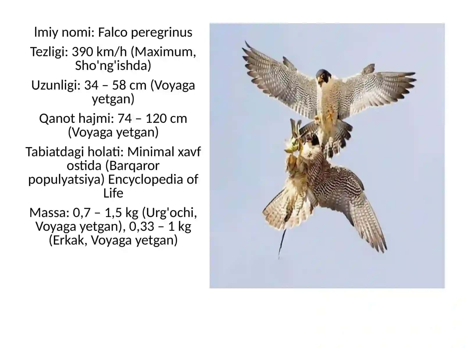 Falco peregrinus 3