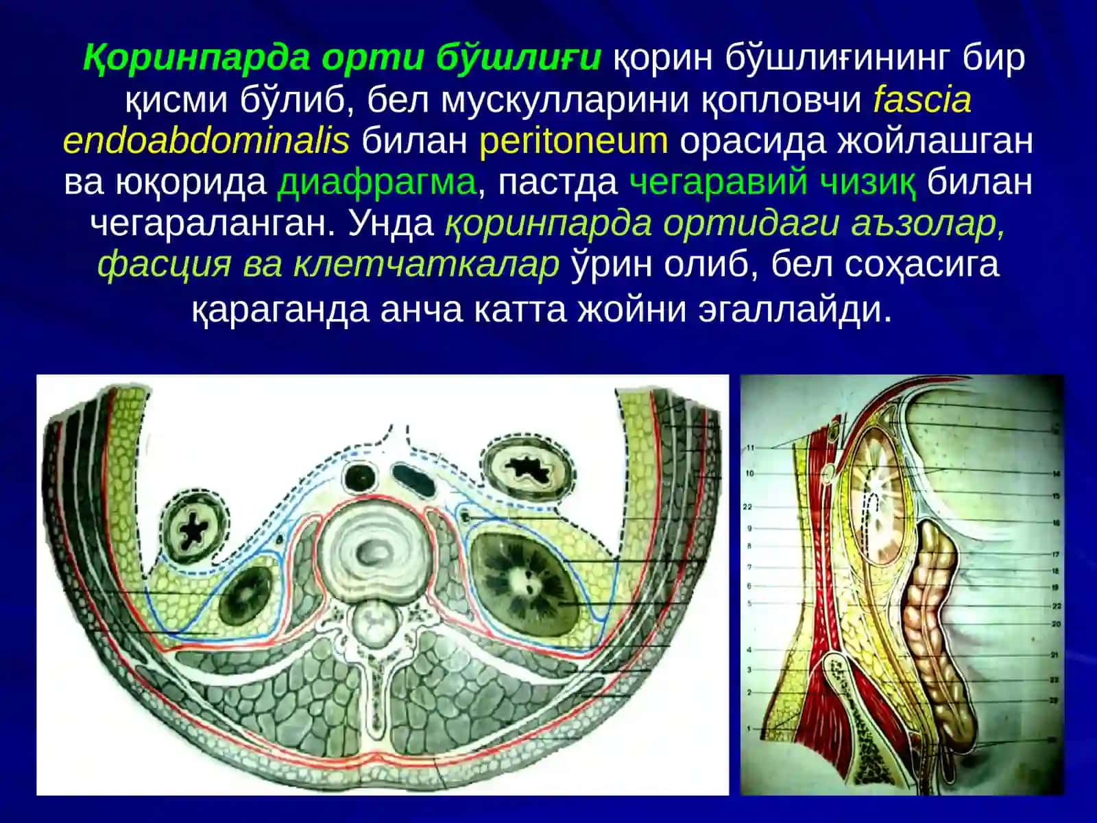 Қоринпарда орти бўшлиғи 3