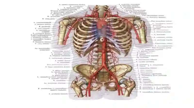 aorta 3