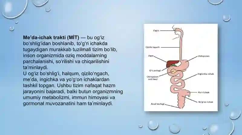 Me’da-ichak trakti (MİT) 3