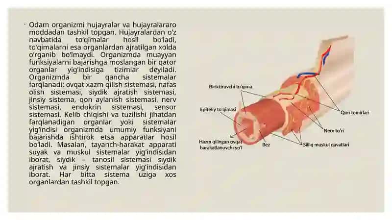 Yosh anatomiyasi, fiziologiyasi va gigiyenasida hujayra to'qima va organ va organizm 3