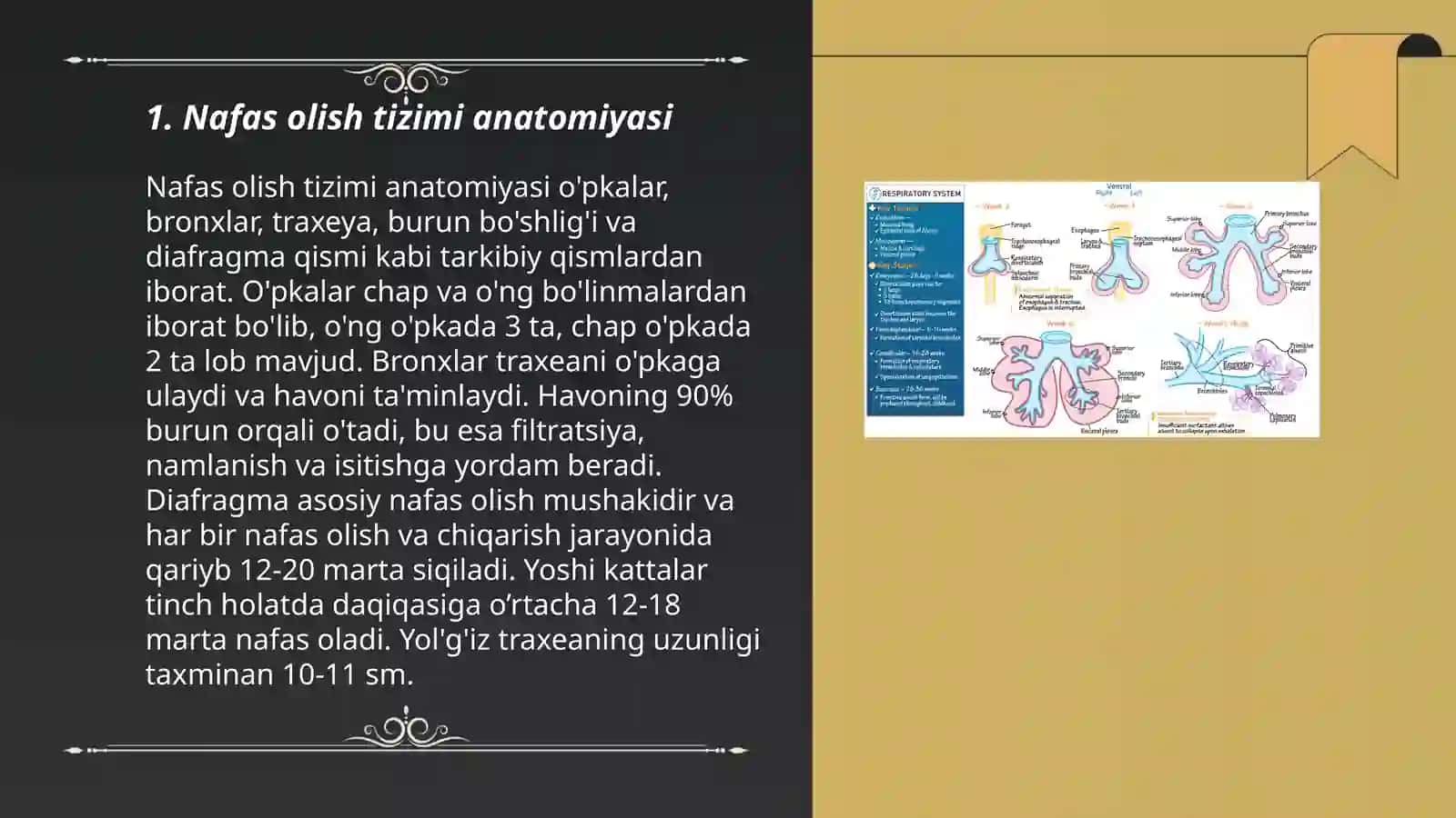 Nafas olish tizimi anatomiyasi 3