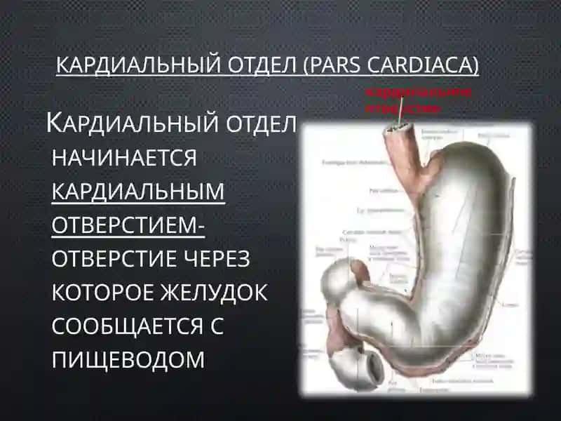 Желудок 3