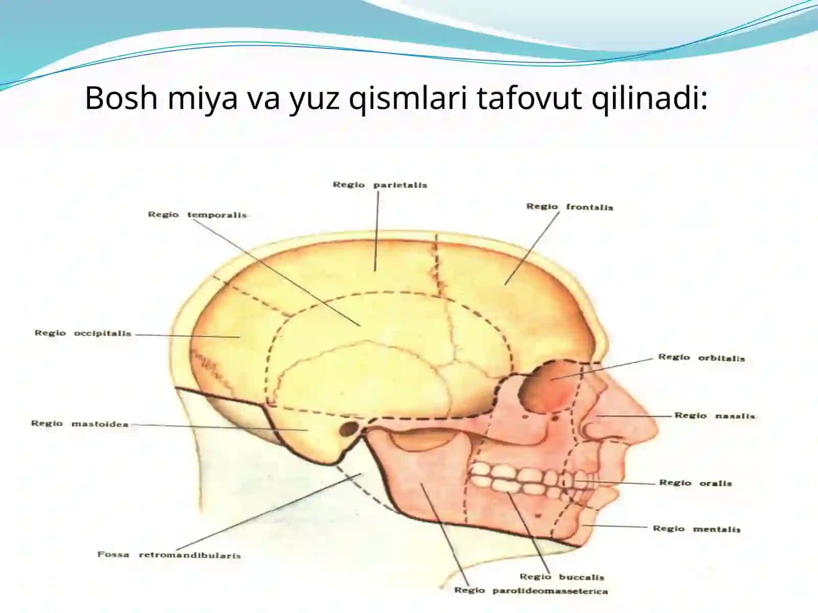 Boshsohasining klinika anatomiyasi 3