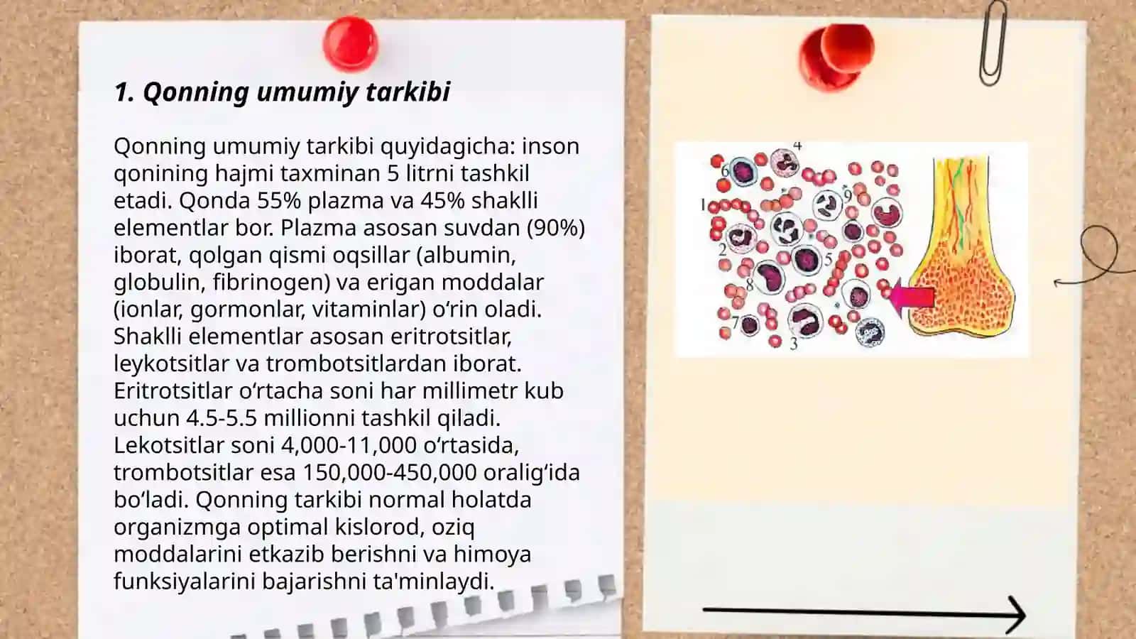Qonning shaklli elementlari 3