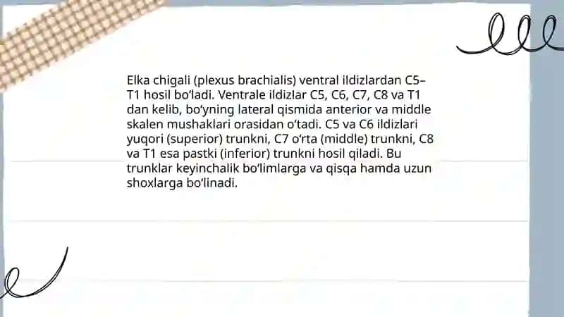 Elka chigali anatomiyasi 3