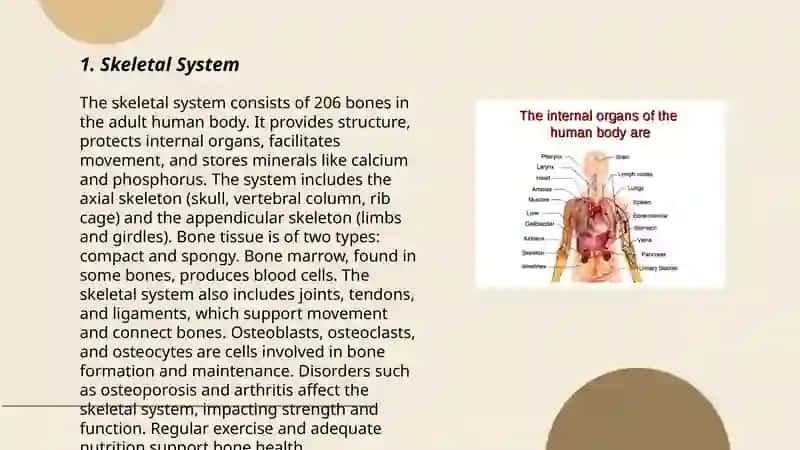 Human Body 3