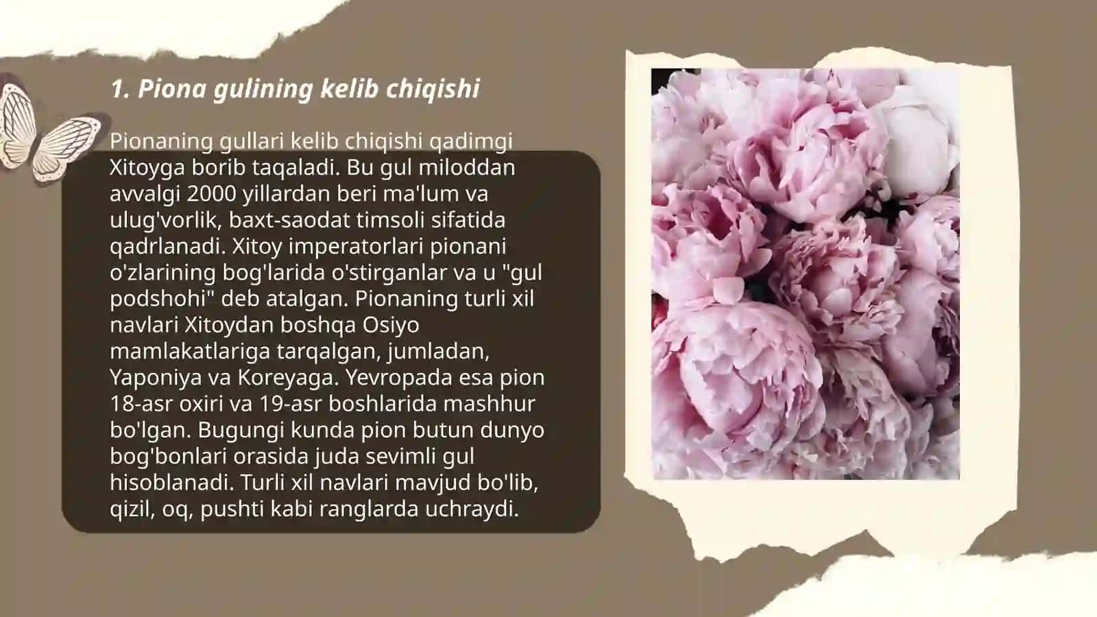 Piona guli haqida ma'lumot 3