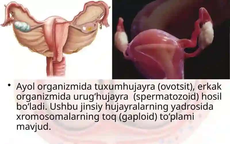 Ko‘payishning ahamiyati 3