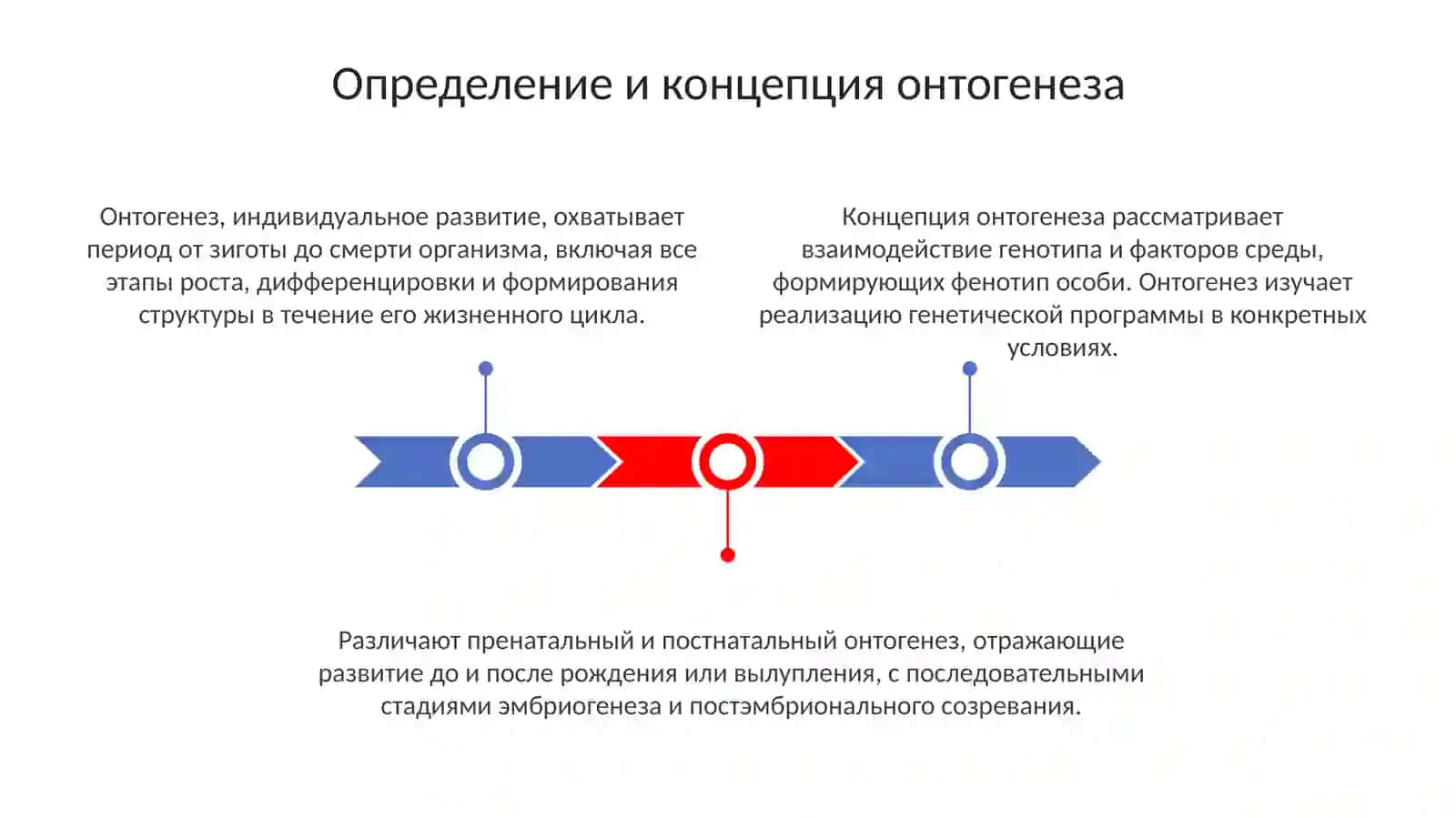 Онтогенез 3