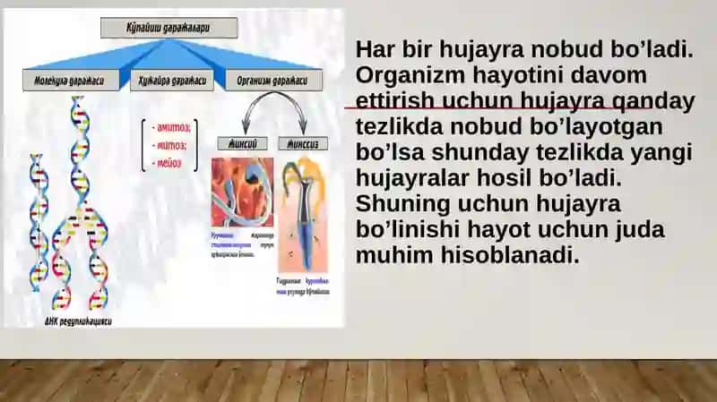 hujayraning  mitotik va hayotiy sikli. Hujayra  poliferasiyasi.  Mitozning  biologik  ahamiyati  va  patologiyasi. Organizmlarning  ko’payishi. 3