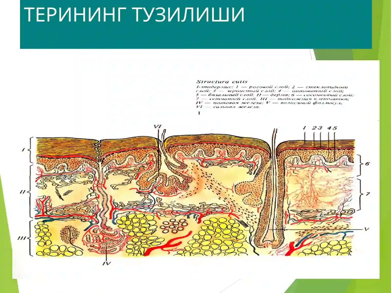 ДЕРМАТОЛОГИЯ 3