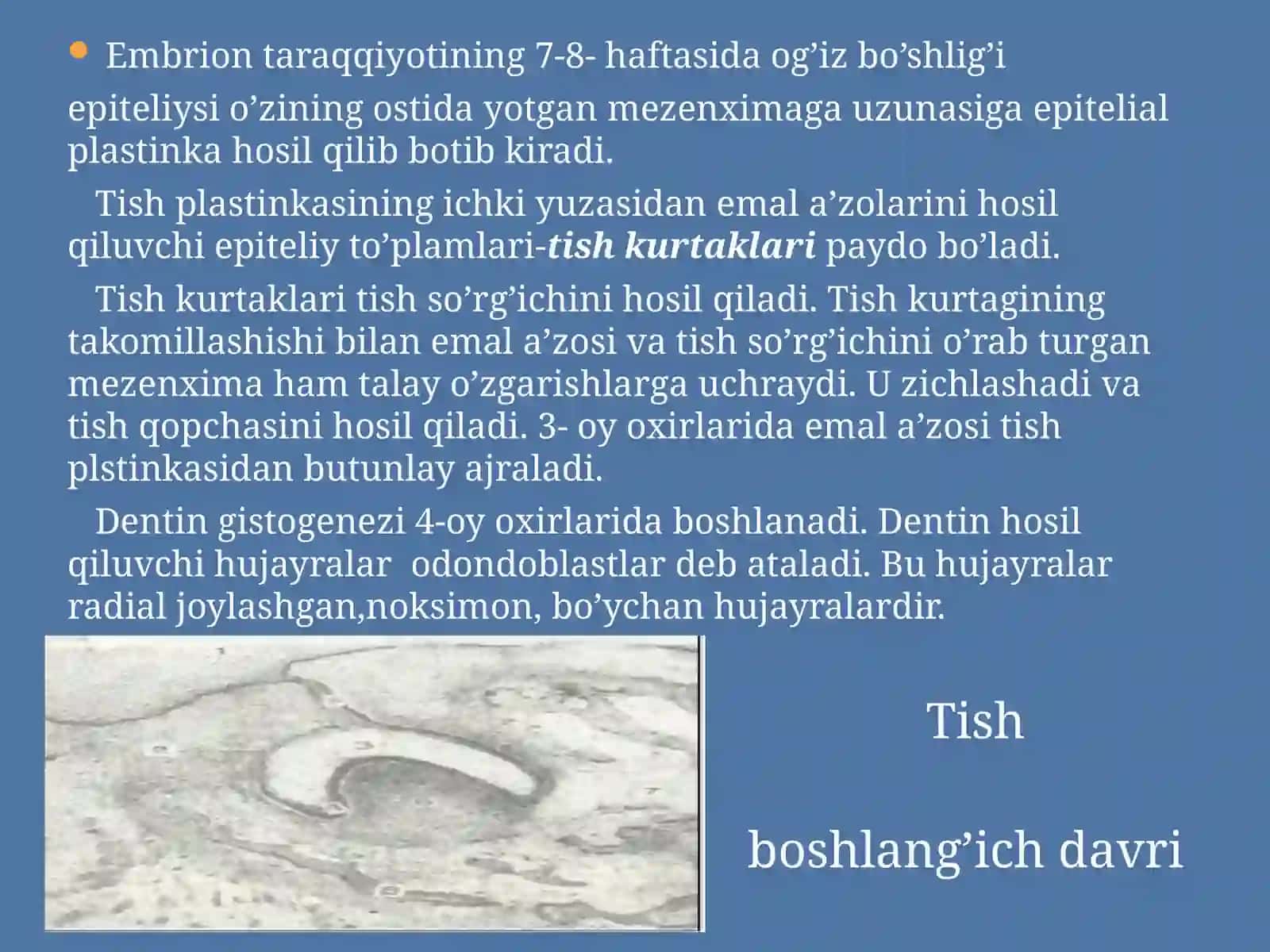 Tishlarning tuzilishi 3
