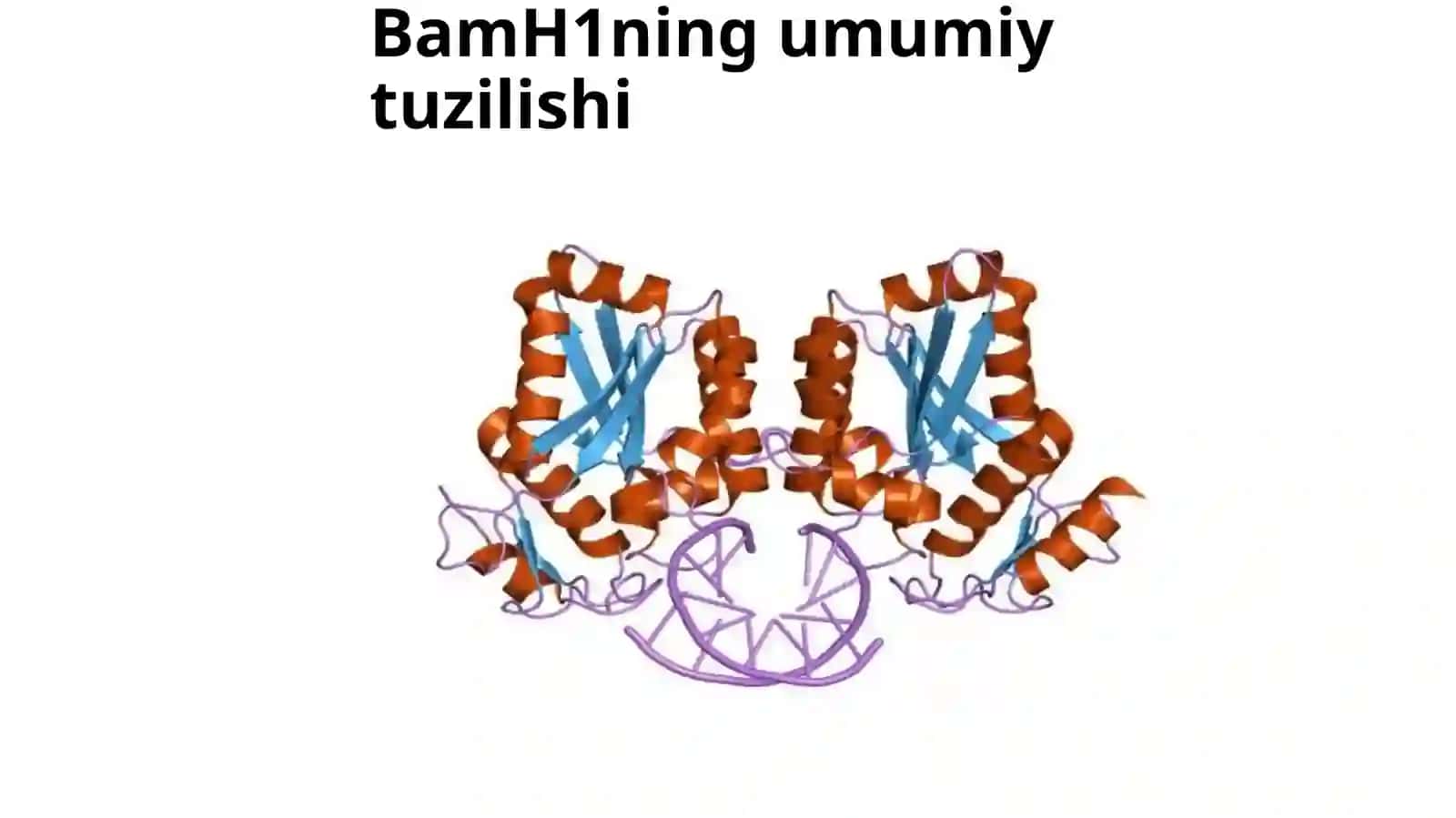BamHI 3
