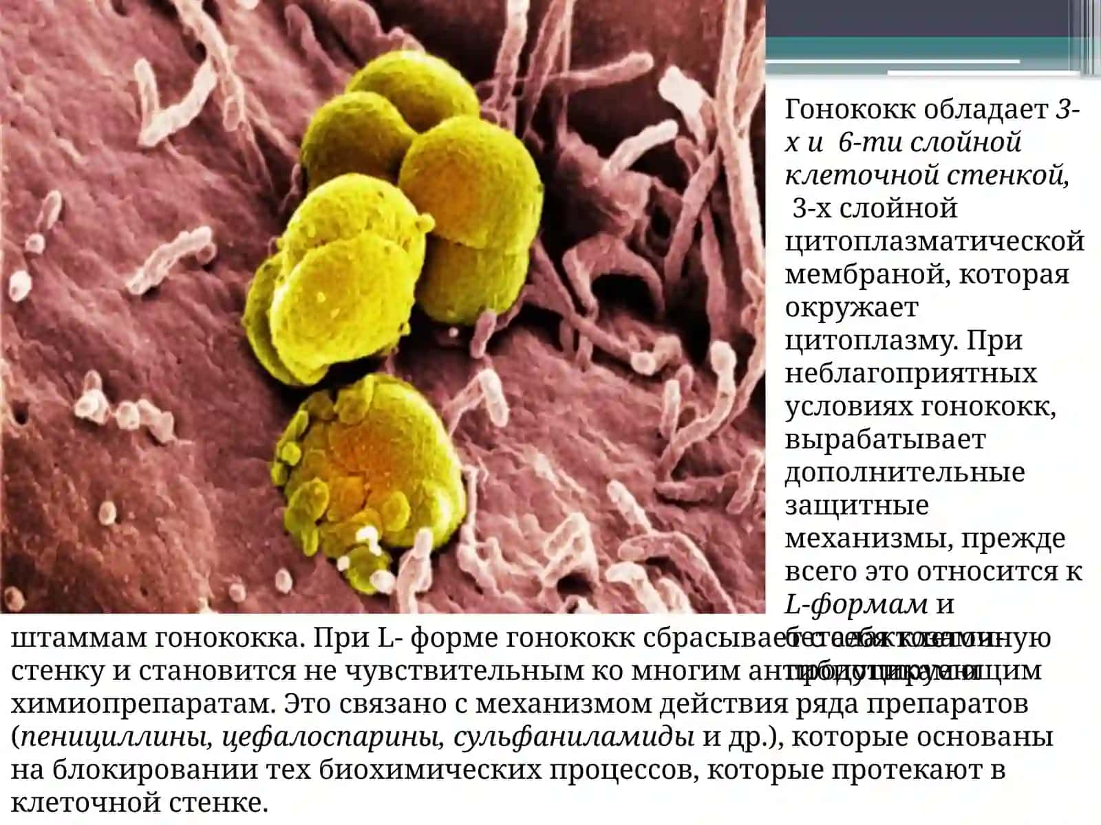 ГОНОРЕЯ 3