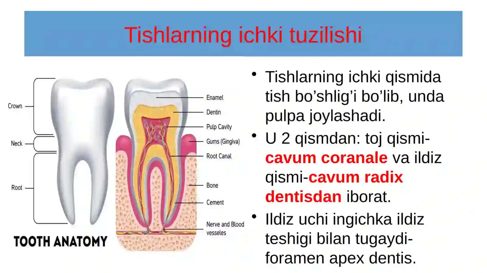 Tishlarning umumiy tuzilishi 3