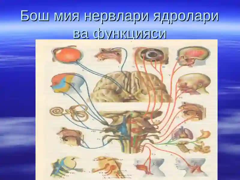Нервлар 3