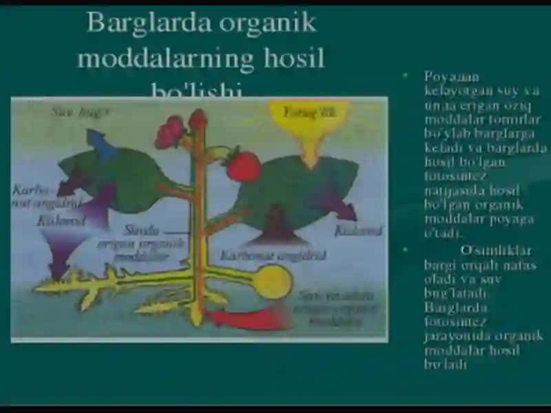 O'SIMLIKLAR OZIQLANISHI 3