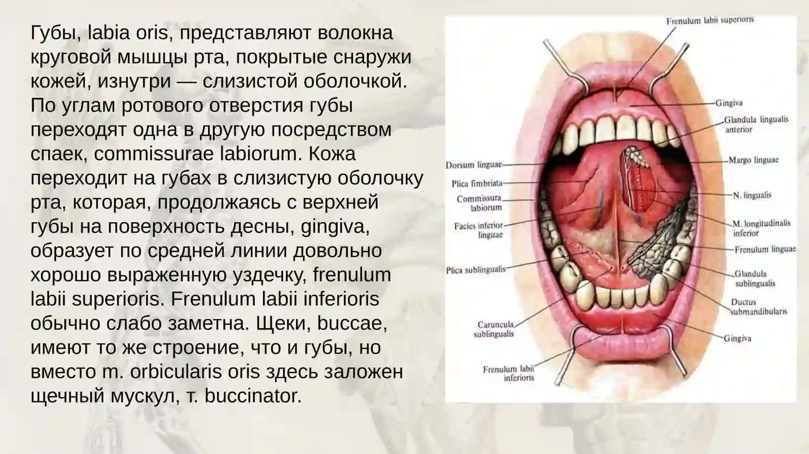 Полостьрта 3