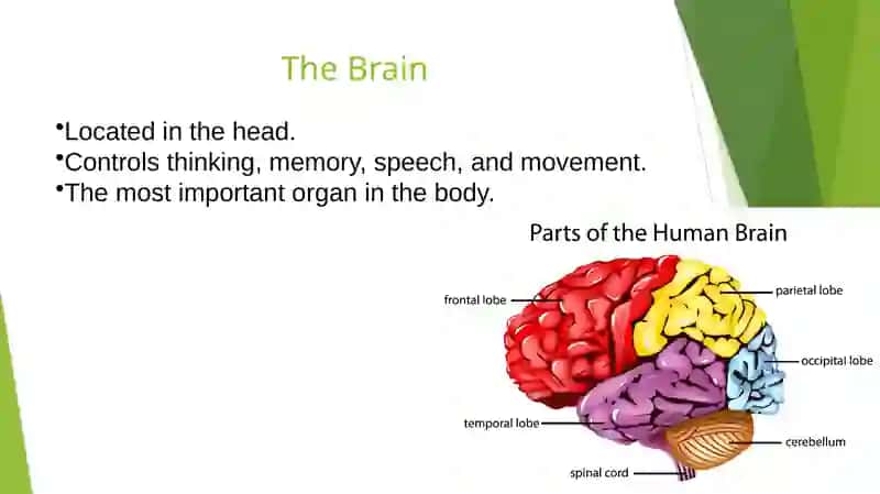 Internal Organs 3