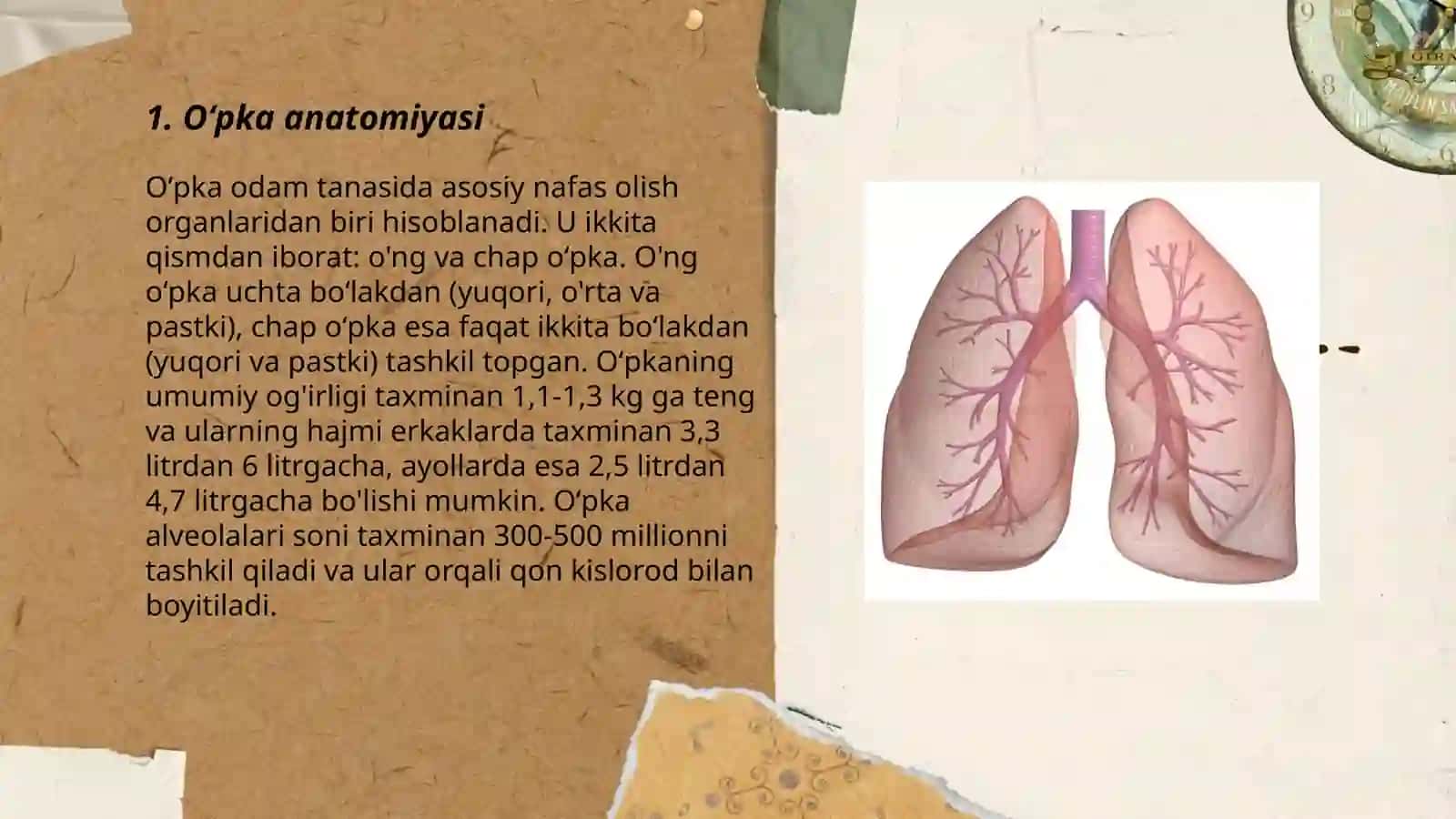 Oʻpka anatomiyasi 3