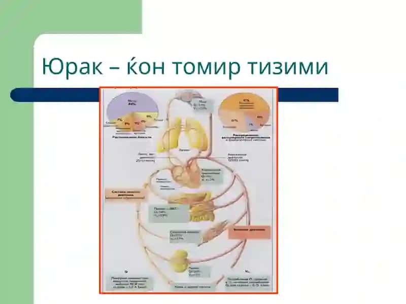 Томирлар тизими 3