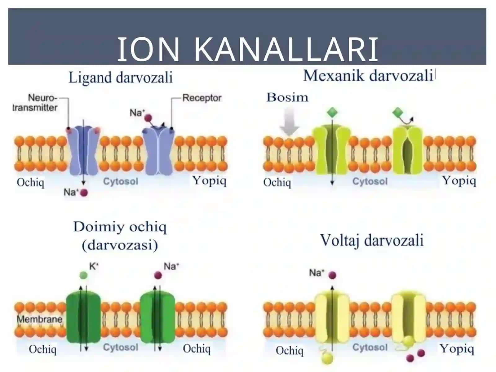 Ionkanallar 3