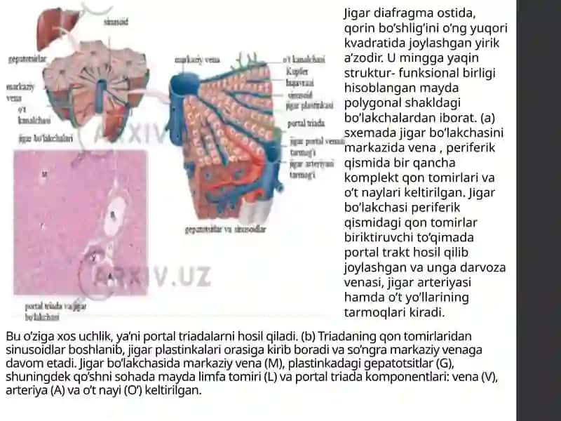 prezintatsiya jigar gistologiyasi 3
