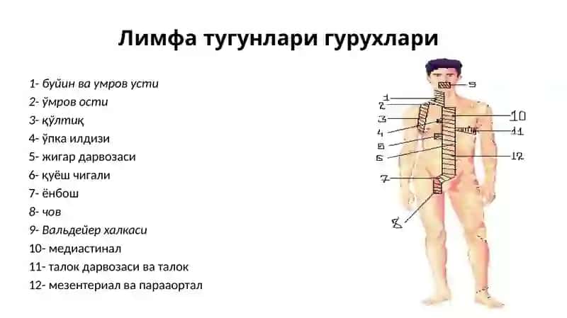 ЛИМФОМАЛАР 3