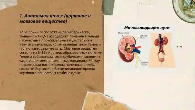 Мочевыводящие пути 3