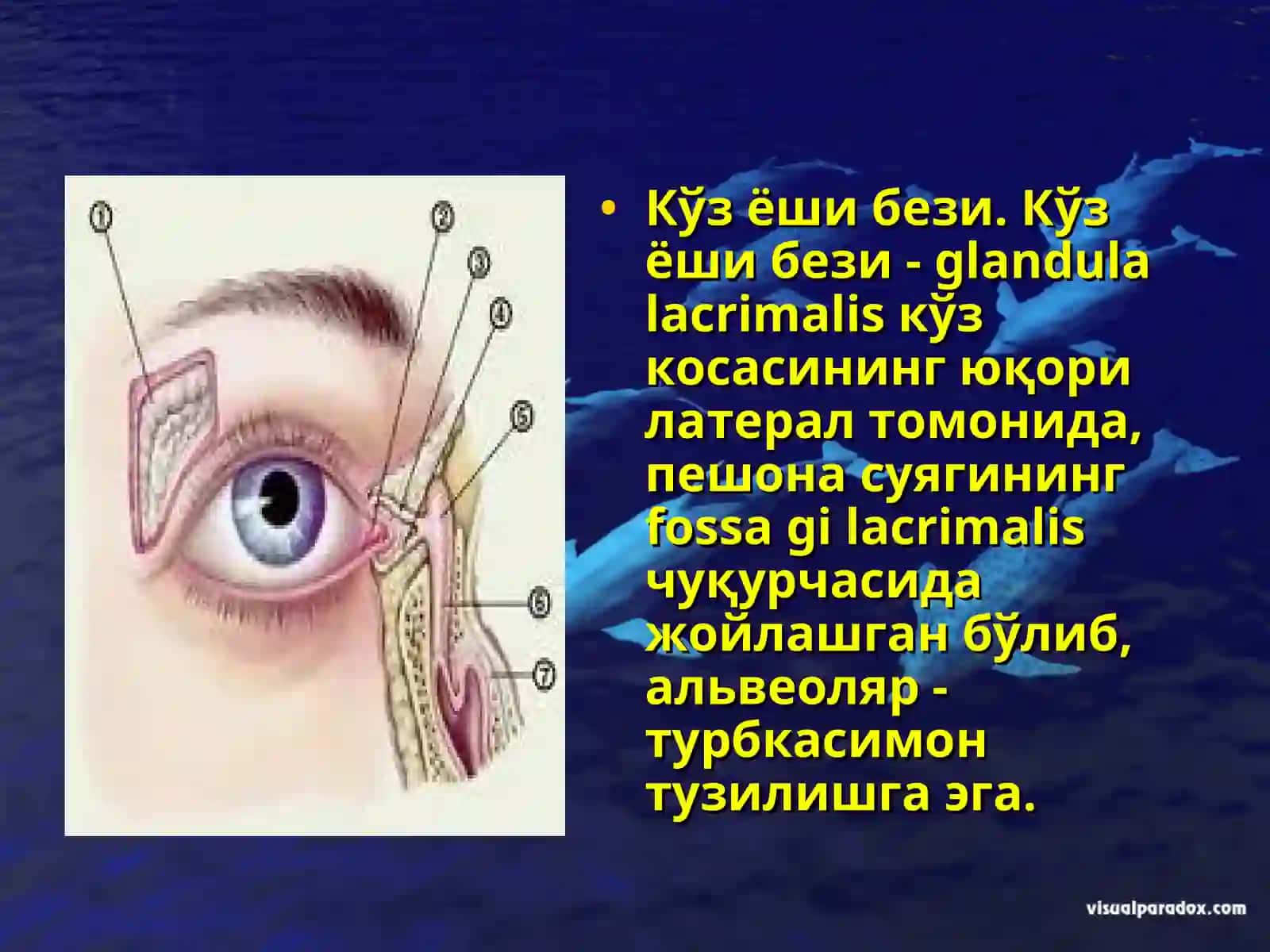 Кўриш аъзолари 3