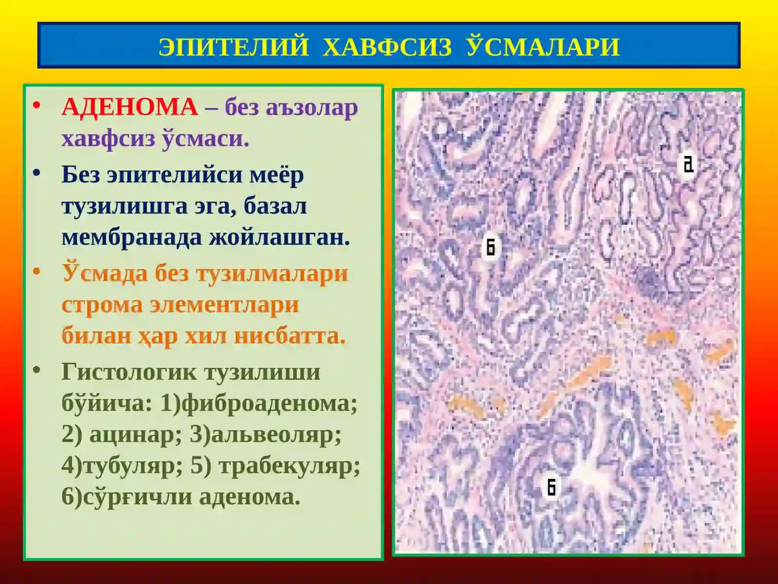 Эпителий Хавфсиз Ўсмалари 3