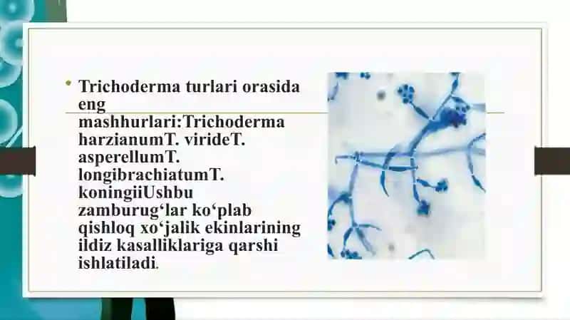 Trixoderma zambrug’i biologiyasi 3
