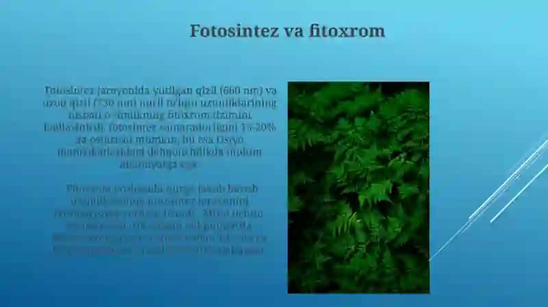 Fitoxrom tizimi va uning oʻsimliklarning oʻsishi va rivojlanishidagi oʻrni 3