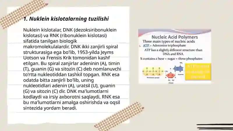 Nuklein kislotalar haqida 3